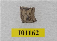 藏品(魚骨)的圖片